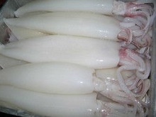frozen squid - product's photo