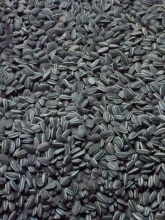 sunflower seeds (russia origin) - product's photo