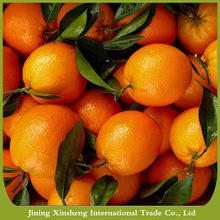 sweet fresh naval orange - product's photo