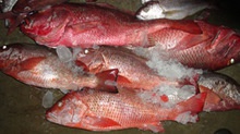 best quality iqf frozen red snapper  - product's photo