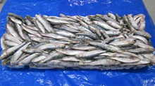 iqf frozen sardine fish supplier  - product's photo