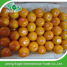 nanfeng mandarin orange - product's photo