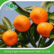 chinese fresh sweet baby mandarin orange fruit - product's photo