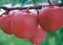 apples,fresh apples,qinguan apple for export - product's photo