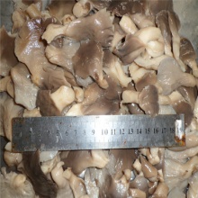 fresh oyster mushroom brined king oyster - product's photo