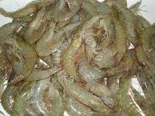 vannamei white shrimp - product's photo