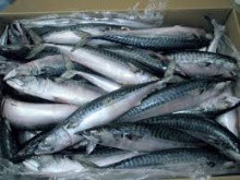 frozen sardine fish - product's photo