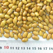  dry beans yellow eye beans supplier - product's photo