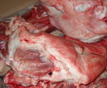 whole frozen halal pork meat and pork feet and parts - product's photo