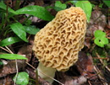 wild morel mushroom - product's photo