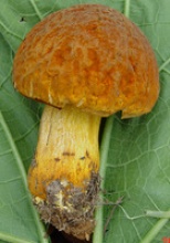 white mushroom - product's photo