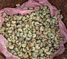 quality raw cashew nut for sale - product's photo