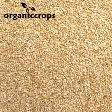 organic white quinoa grain - product's photo