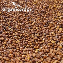 organic red quinoa grain - product's photo