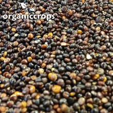 organic black quinoa grain - product's photo