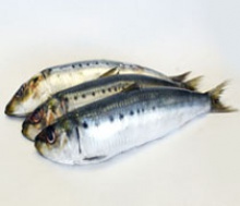  fresh frozen bulk sardine fish - product's photo