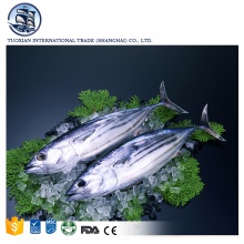 frozen seafood bonito tuna fish - product's photo