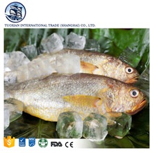 frozen seafood striped croaker - product's photo