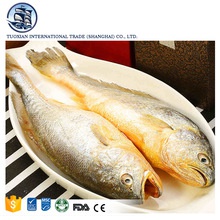 wholesale buy frozen big yellow croaker fish - product's photo