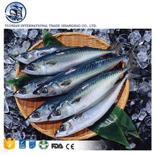 frozen atlantic black mackerel seafood  - product's photo