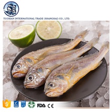 fresh frozen pacific silver croaker fish seafood - product's photo