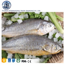 frozen pacific large yellow croaker fish farming  - product's photo