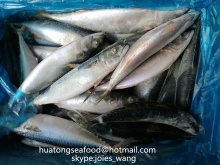 frozen pacific mackerel whole round sea frozen and land frozen for can - product's photo
