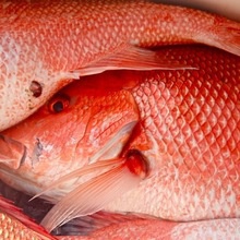 red tail snapper - product's photo