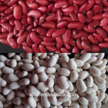 red and white kidney bean - product's photo