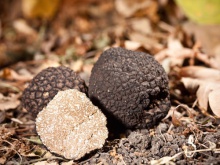 fresh black and white truffles - product's photo