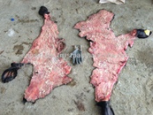 salted cow head skin - product's photo