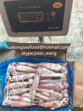 frozen loligo chinensis squid seafrozen  - product's photo