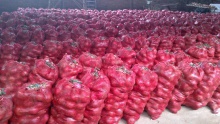red and yellow onion - product's photo