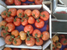 fresh tomatoes - product's photo