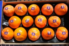 persimmon wholesale in spain - product's photo