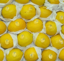 fresh yellow eureka lemons from south africa- best quality and price. - product's photo