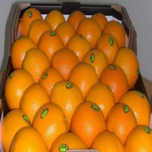 fresh sweet valencia oranges - product's photo