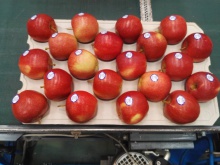 aa best price fresh apple fruits fuji apple supplier - product's photo