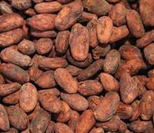 quality dried cocoa beans - product's photo