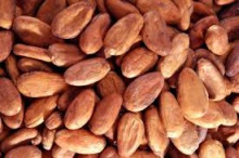 cocoa beans for sale - product's photo