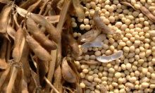 soybeans - buy soybeans,soyabean,organic soyabeans product - product's photo