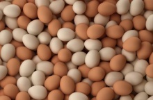fresh chicken table eggs/fresh chicken hatching eggs at good prices - product's photo