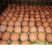 fresh table eggs white 40g-50g-60g-65g-70g - product's photo
