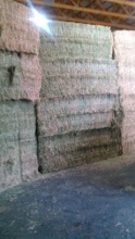 alfalfa hay/timothy hay - product's photo
