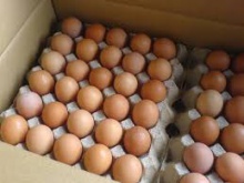 fresh chicken eggs,poultry eggs,fresh farm eggs - product's photo