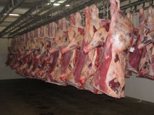 top quality halal frozen mutton, beef, goat meat, lamb meat, bufalo - product's photo