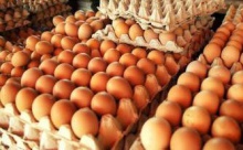 fresh eggs , white and brown farm eggs , table eggs for sale - product's photo