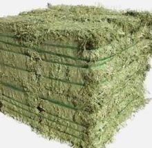 alfalfa hay for sale - product's photo