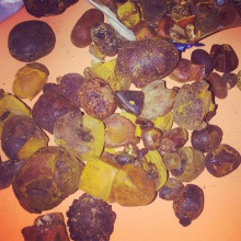 ox gallstone - product's photo