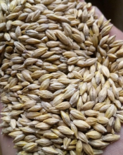 feed barley cif saudi arabia - product's photo